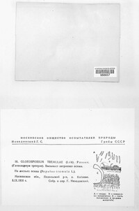 Titaeosporina tremulae image
